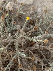 Pulicaria undulata