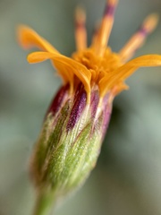 Simsia lagasceiformis