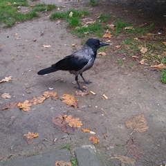 Corvus cornix