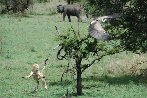 Cheetah has had enough of the vultures hanging around the ki