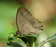 Paryphthimoides poltys