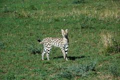 Leptailurus serval