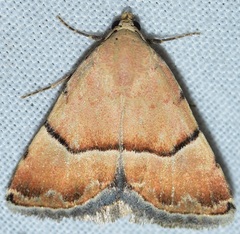 Eublemma pergrata