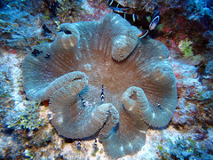 Amphiprion tricinctus