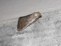 Condica viscosa