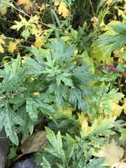 Artemisia vulgaris