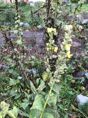 Verbascum