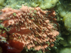 Aplysilla glacialis