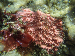 Aplysilla glacialis