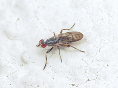 Pherbellia annulipes