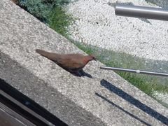 Streptopelia senegalensis