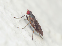 Pherbellia annulipes
