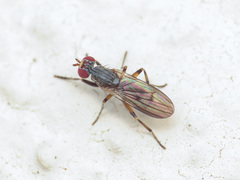Pherbellia annulipes