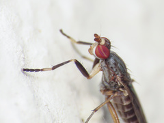 Pherbellia annulipes