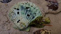 Chesapecten jeffersonius
