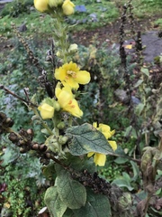 Verbascum