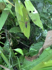 Aglaoctenus castaneus