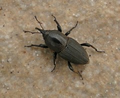 Sphenophorus necydaloides