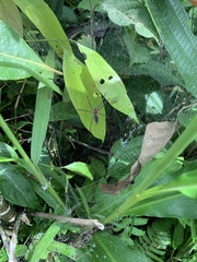 Aglaoctenus castaneus