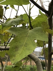 Ficus carica
