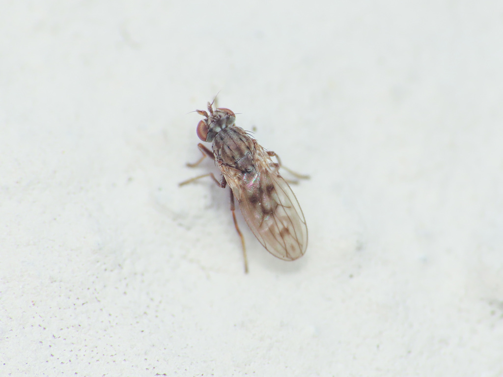 Philygria stictica