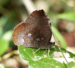 Godartiana muscosa