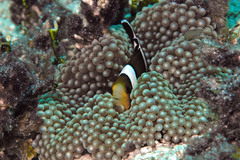 Amphiprion tricinctus