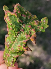 Neuroterus floccosus