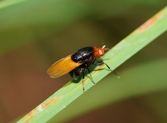 Ceratolauxania elevata