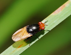 Ceratolauxania elevata