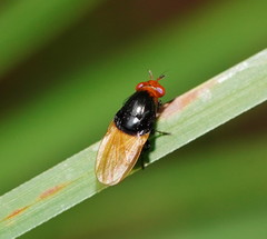 Ceratolauxania elevata