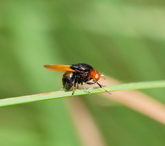 Ceratolauxania elevata