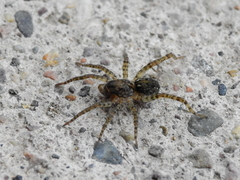 Paratrochosina amica