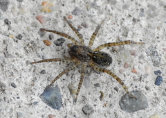 Paratrochosina amica