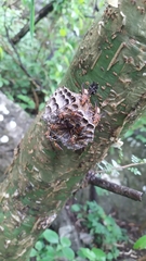 Polistes oculatus