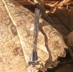 Argia tibialis