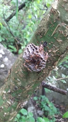 Polistes oculatus