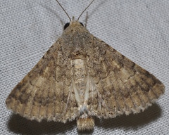 Pandesma robusta