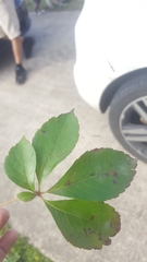 Parthenocissus quinquefolia