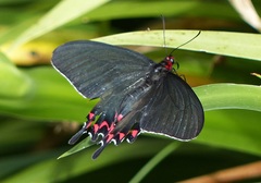 Parides bunichus