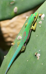 Phelsuma lineata