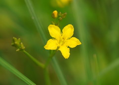 Ornduffia reniformis