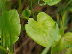 Ornduffia reniformis