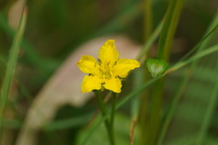 Ornduffia reniformis