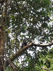 Callithrix penicillata