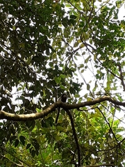 Callithrix penicillata