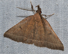 Pechipogo simplicicornis