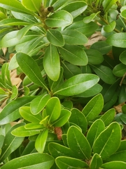 Pittosporum tobira