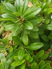 Pittosporum tobira