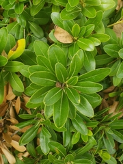 Pittosporum tobira